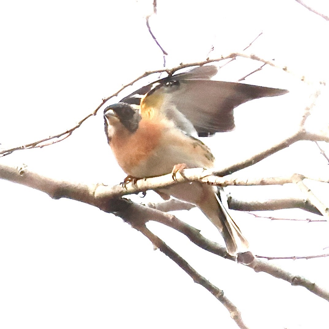 花雀 - ML647408523