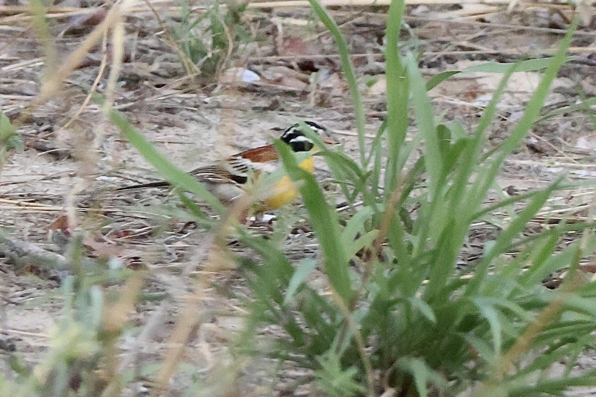 Вівсянка жовточерева - ML647408524