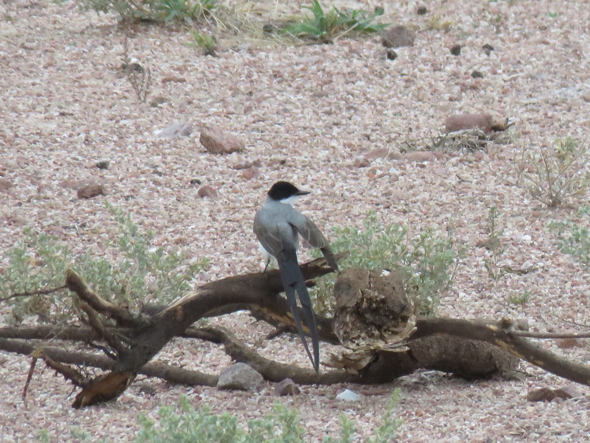 Fork-tailed Flycatcher - ML647408547