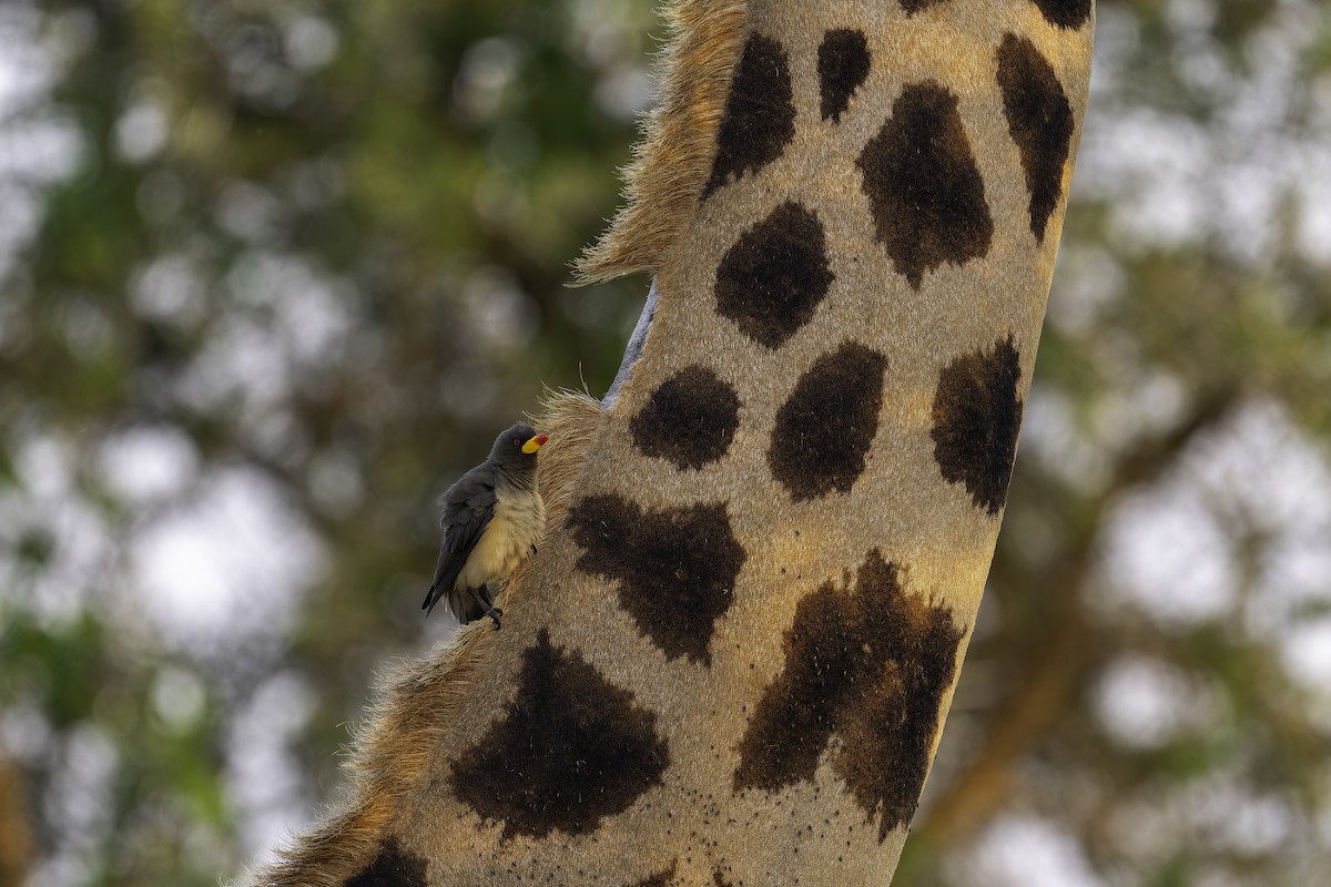 Sarı Gagalı Kenekuşu - ML647408557