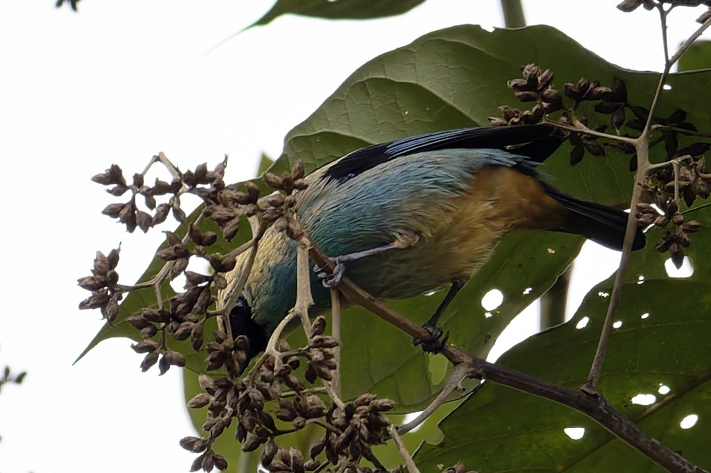 テリミドリフウキンチョウ - ML647408577