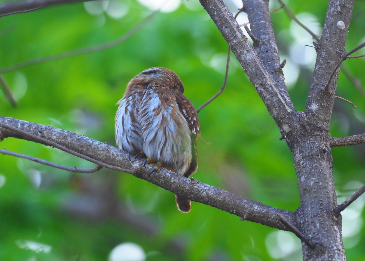 Ferruginous Pygmy-Owl - ML647408582