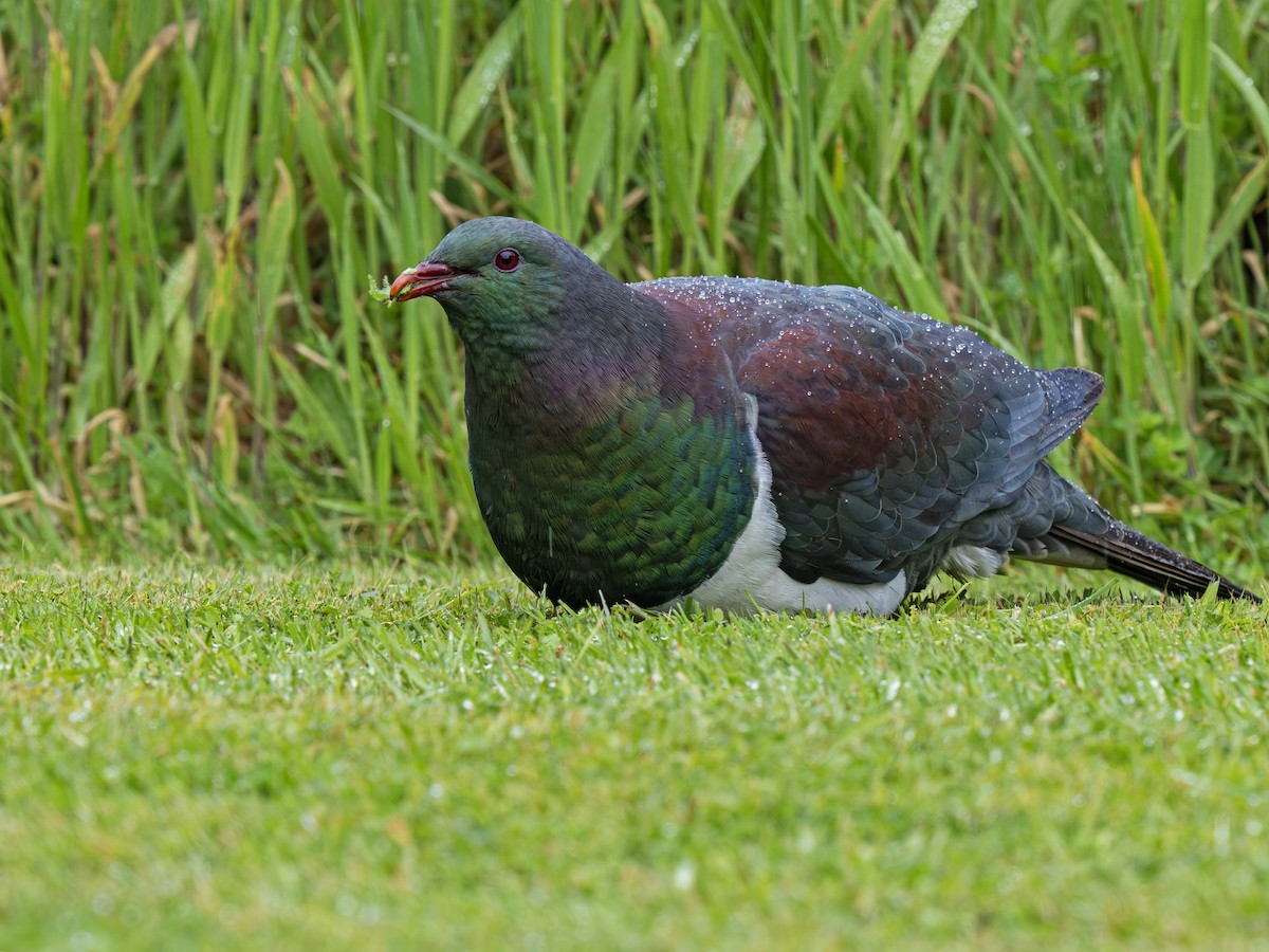 New Zealand Pigeon - ML647408592