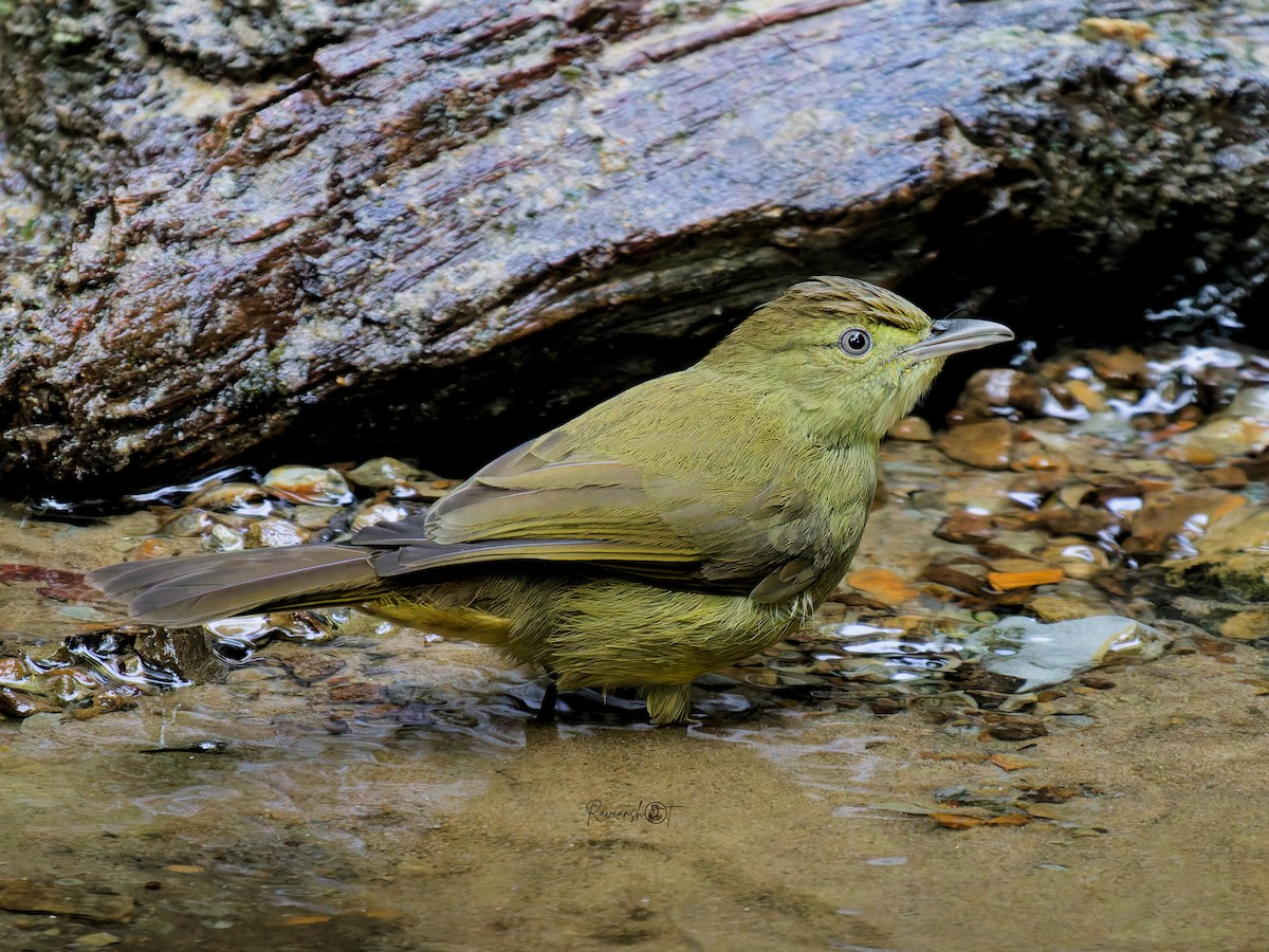 Cachar Bulbul - ML647408594