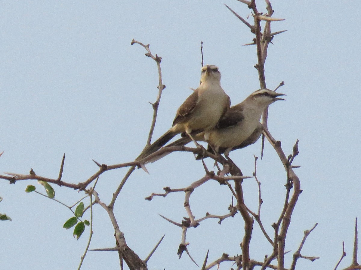 Chalk-browed Mockingbird - ML647408598