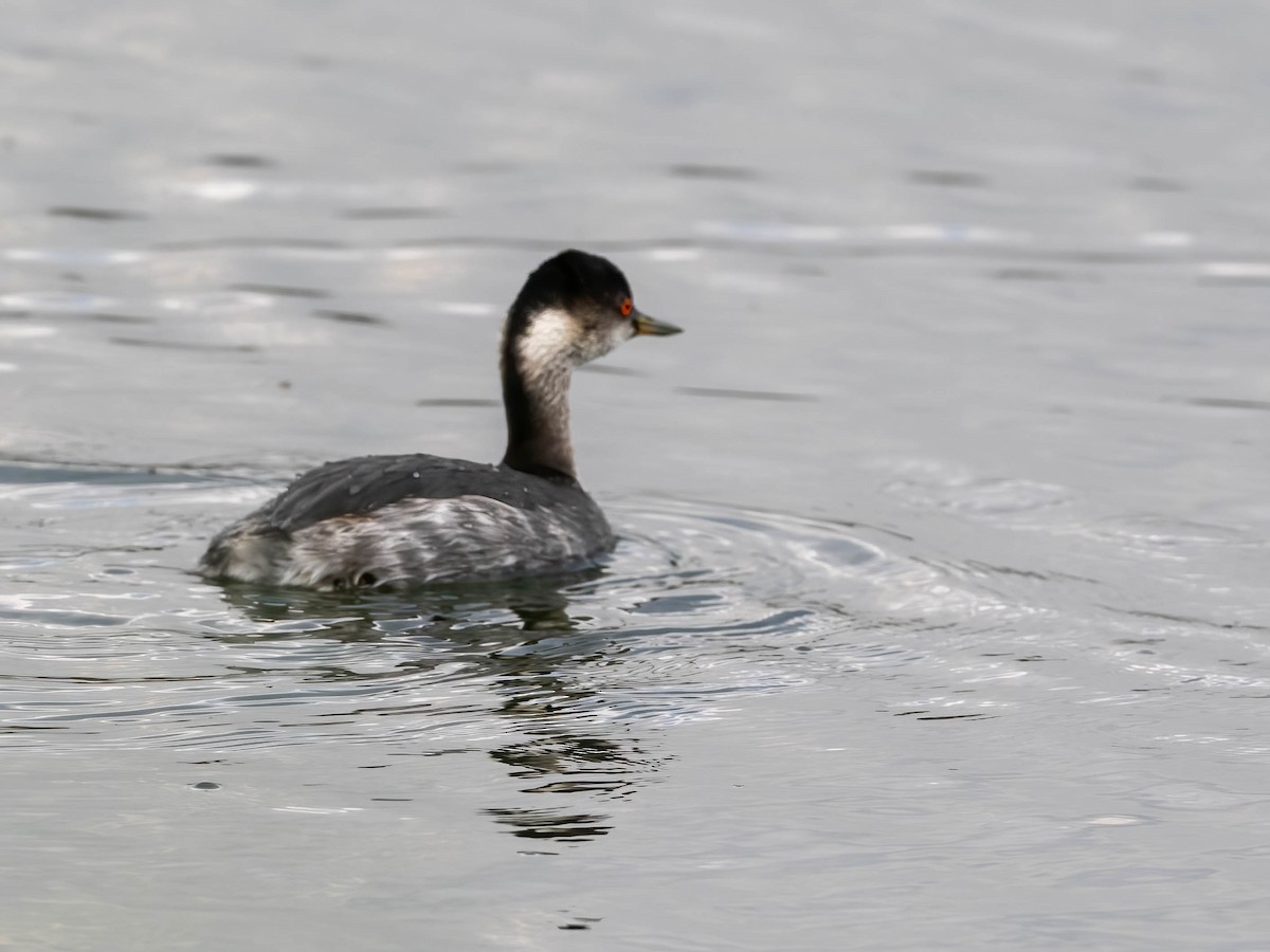 potápka černokrká - ML647408606