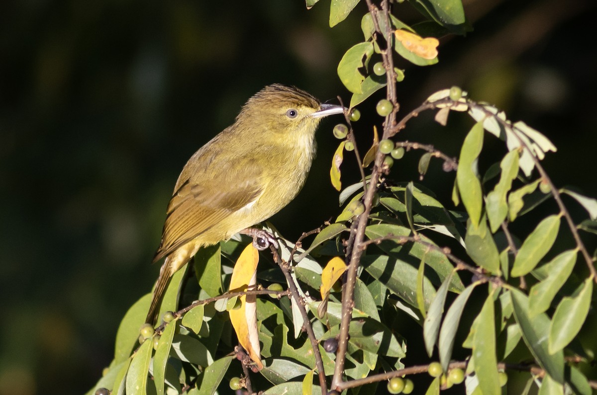 Cachar Bulbul - ML647408613