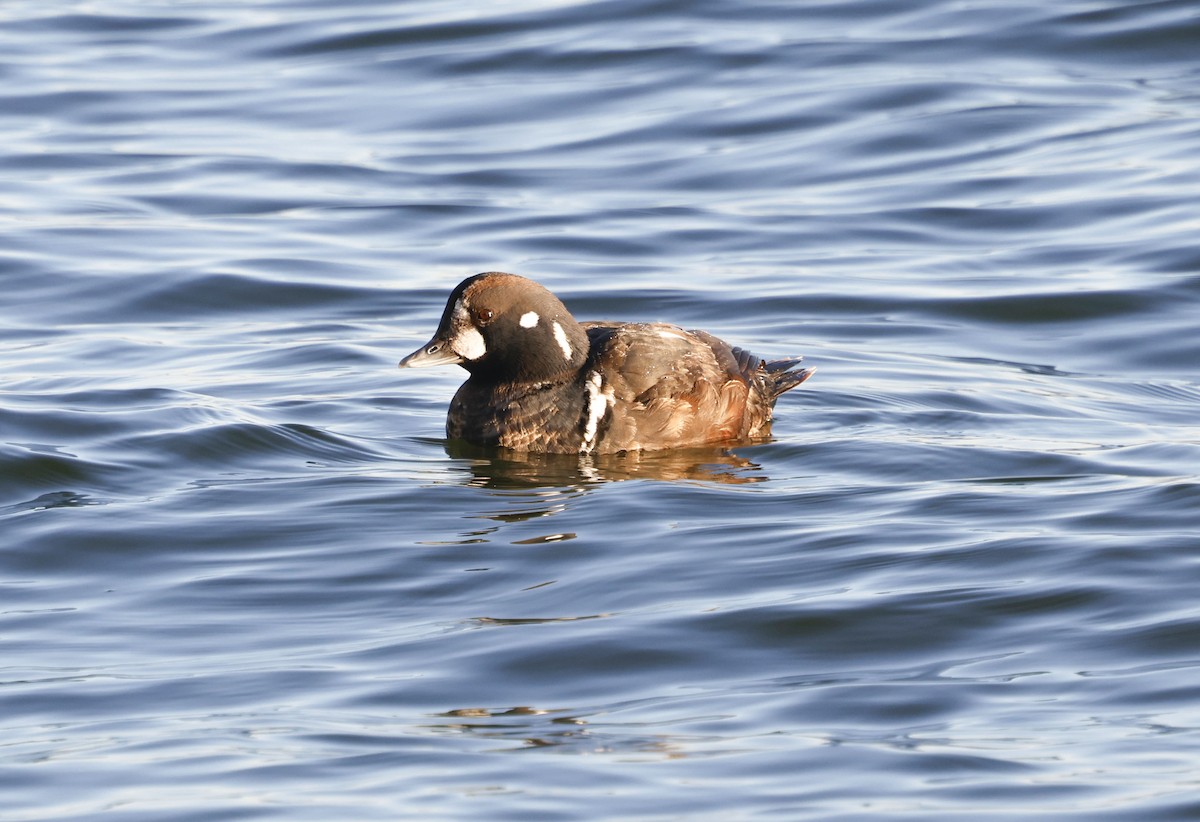 Harlequin Duck - ML647408617