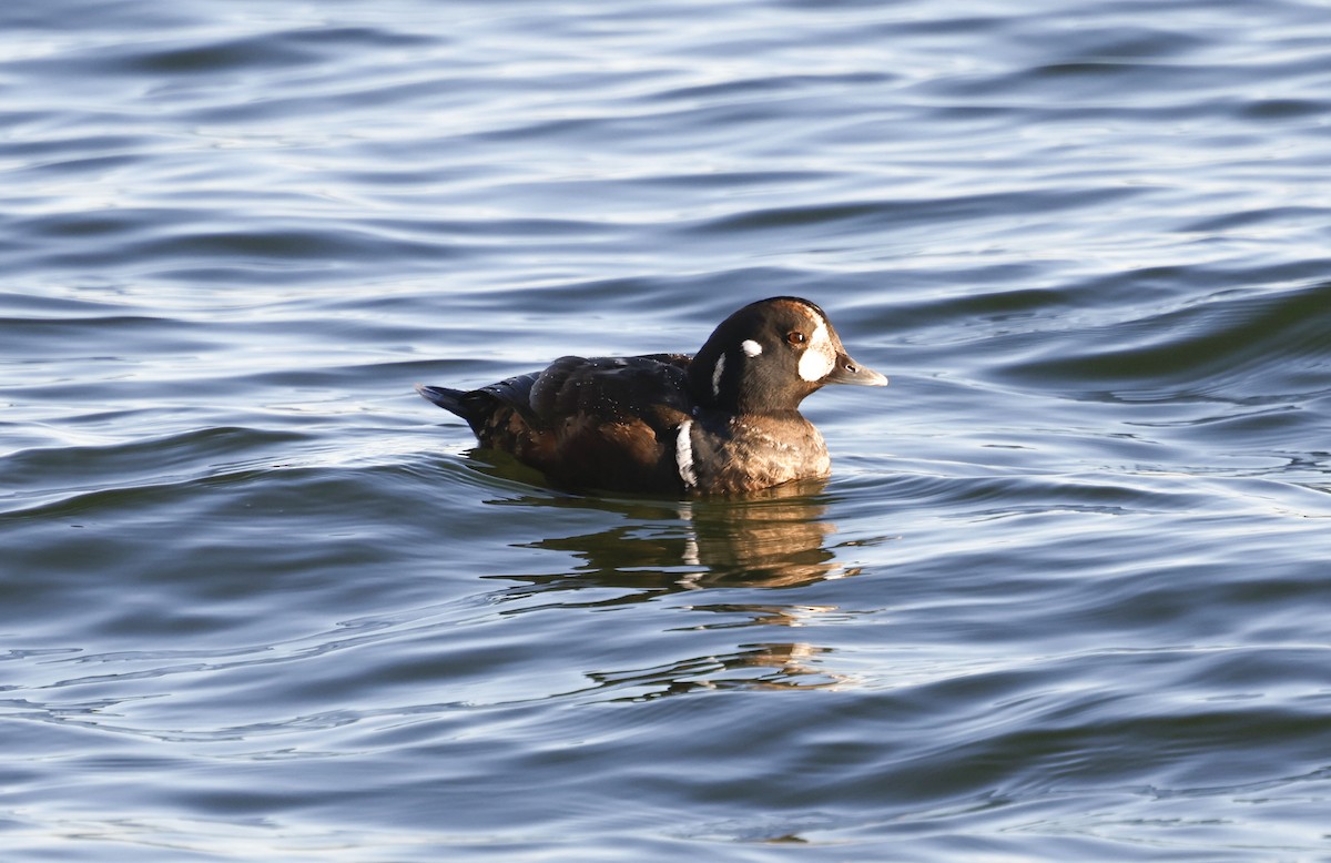 Harlequin Duck - ML647408618