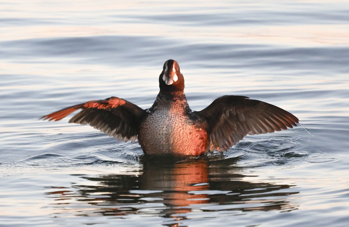 Harlequin Duck - ML647408619