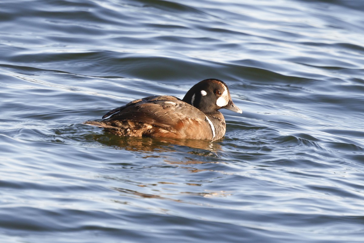 Harlequin Duck - ML647408620