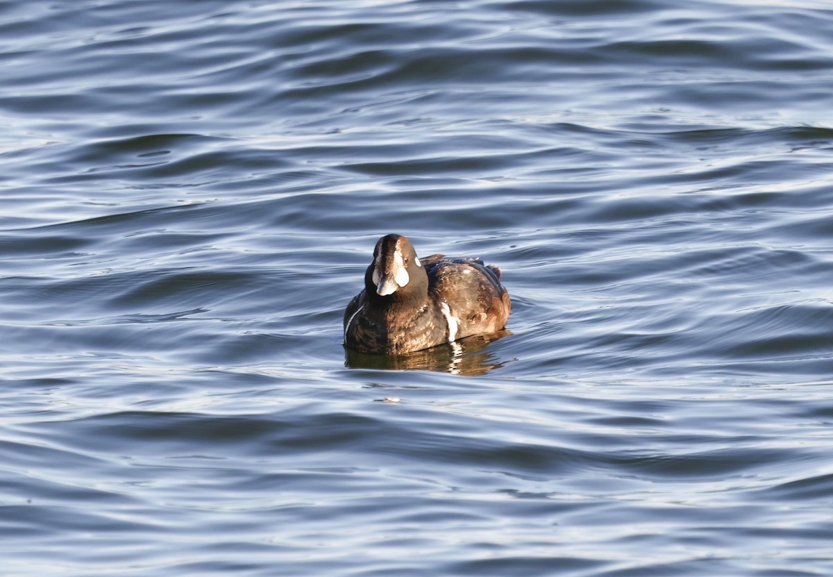 Harlequin Duck - ML647408621
