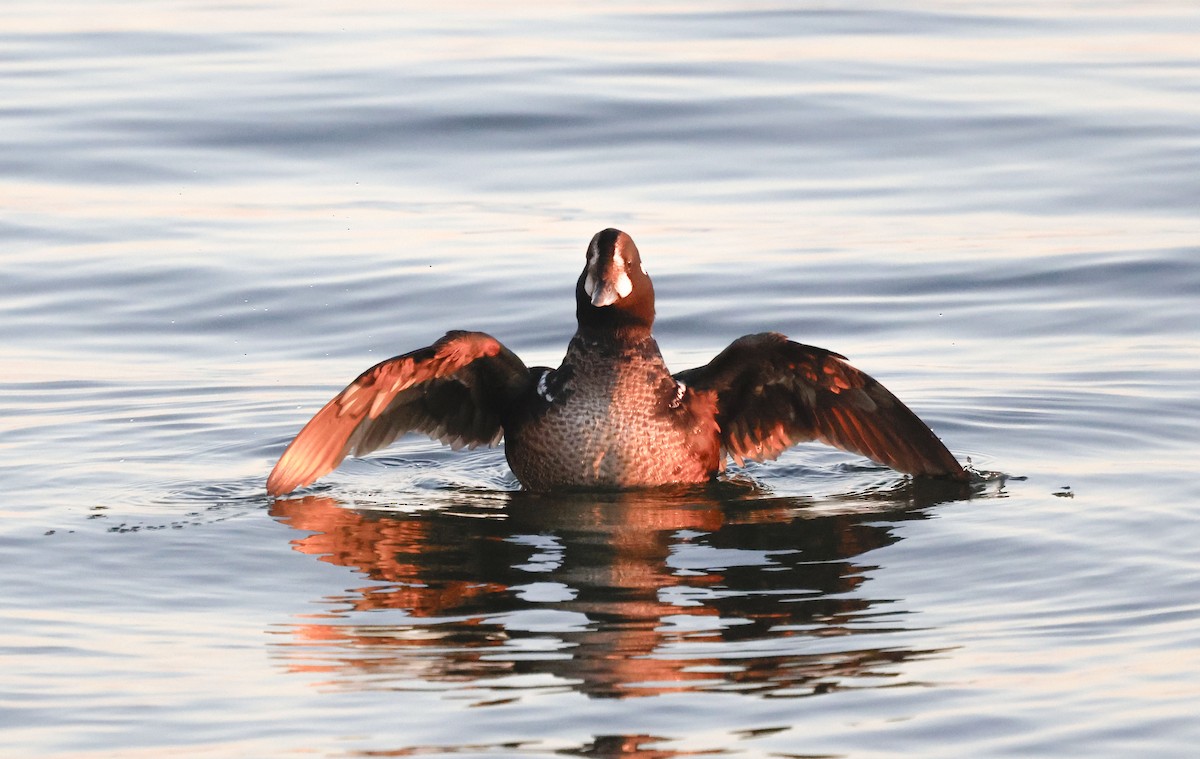 Harlequin Duck - ML647408622