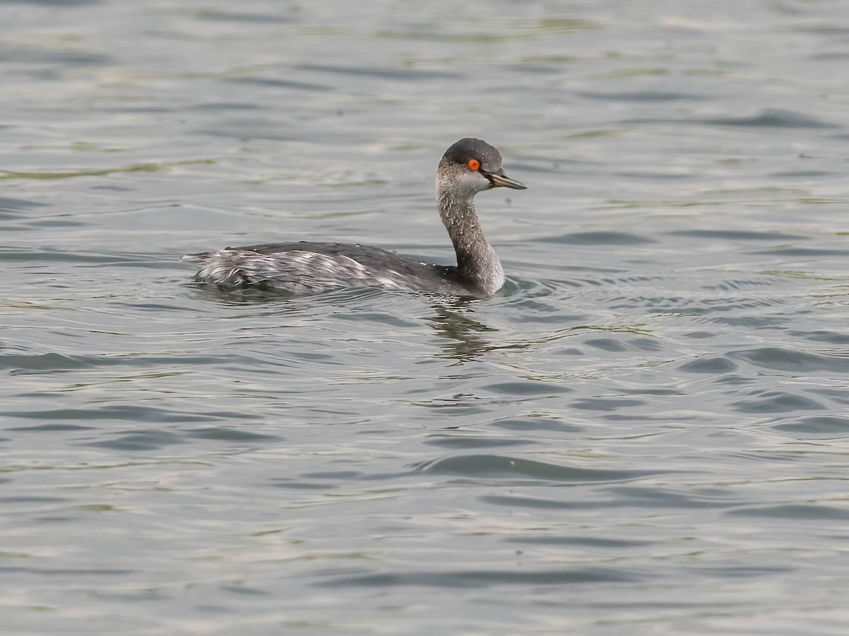 potápka černokrká - ML647408623