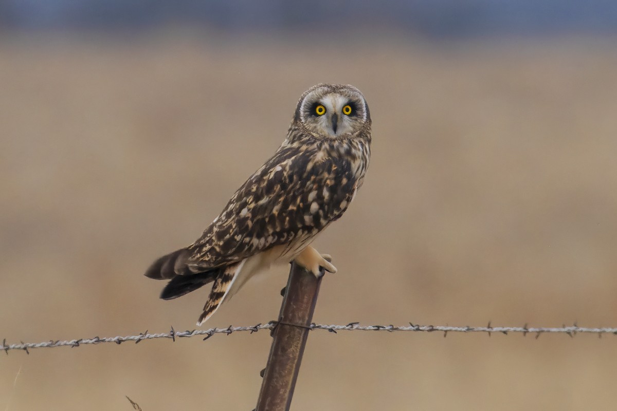 Zingira-hontza - ML647408624