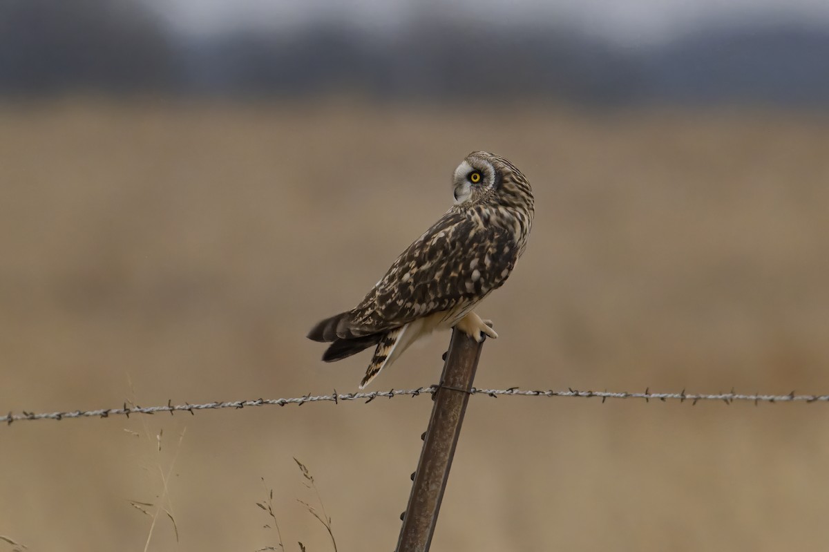 Zingira-hontza - ML647408625