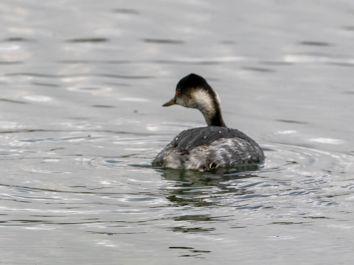 potápka černokrká - ML647408634