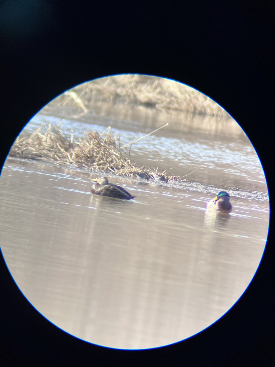 Ahate iluna - ML647408651