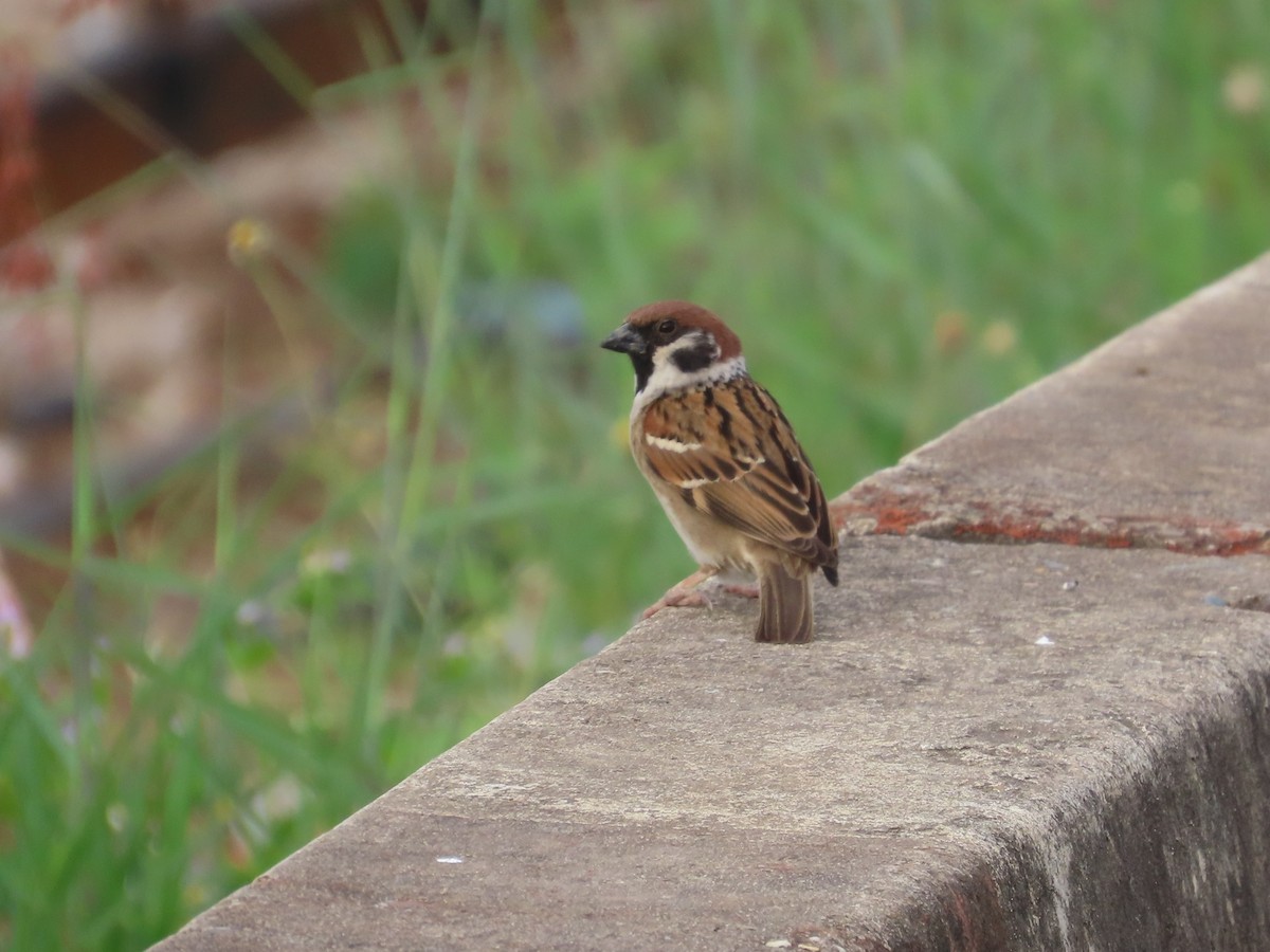 Gorrión Molinero - ML647408658