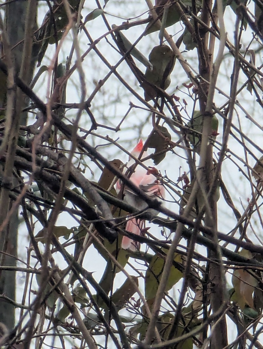 rødkardinal - ML647408664