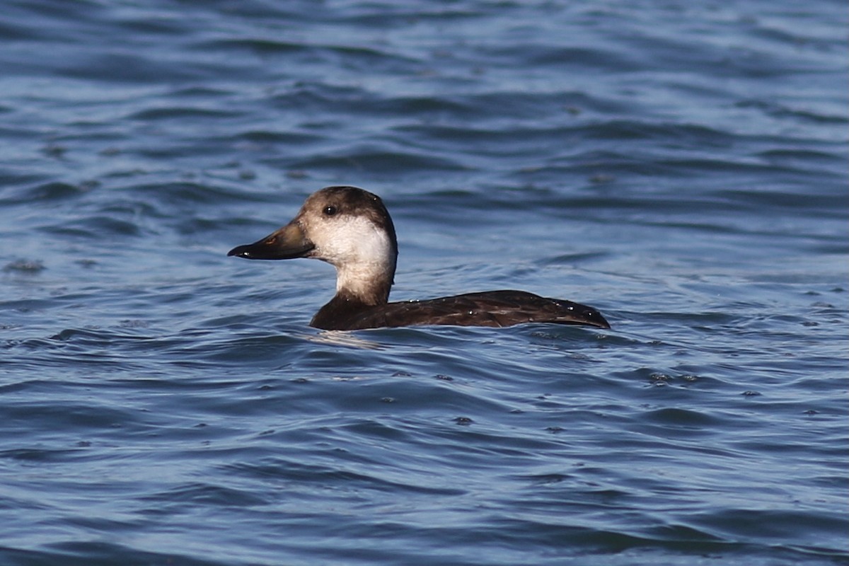 Американская синьга - ML647408665