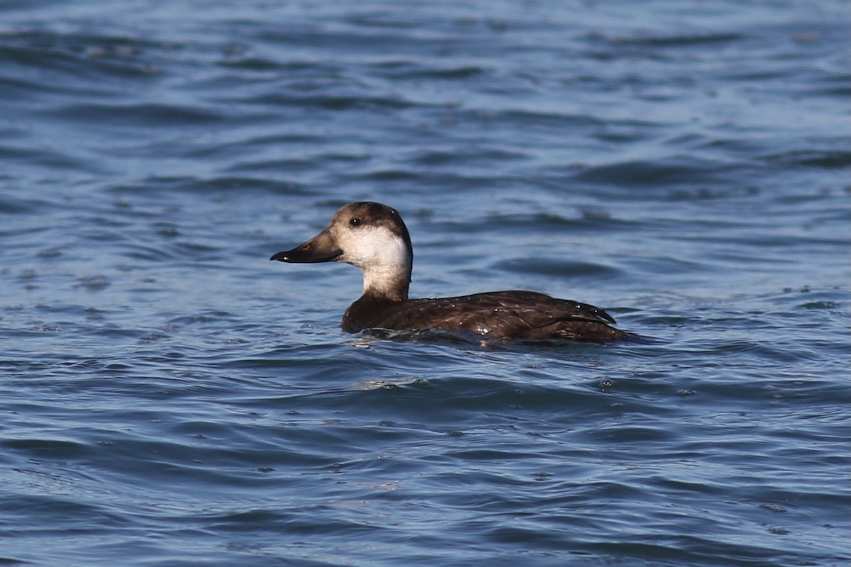 Американская синьга - ML647408666