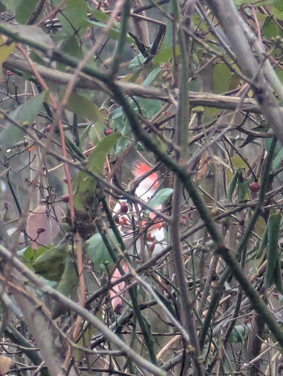 rødkardinal - ML647408672