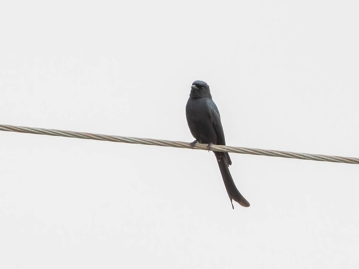 Black Drongo - ML647408675