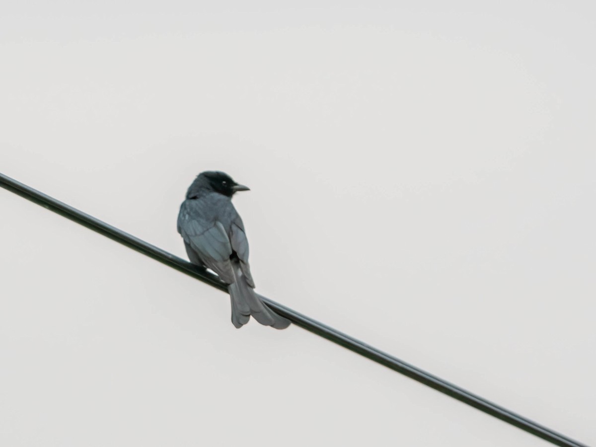 Black Drongo - ML647408679