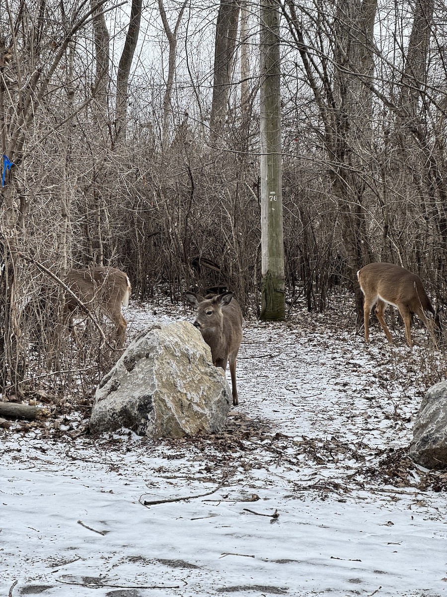 Mammals - ML647408695