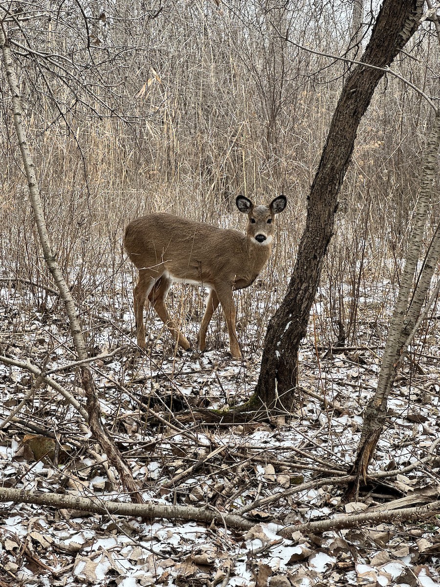 Mammals - ML647408697