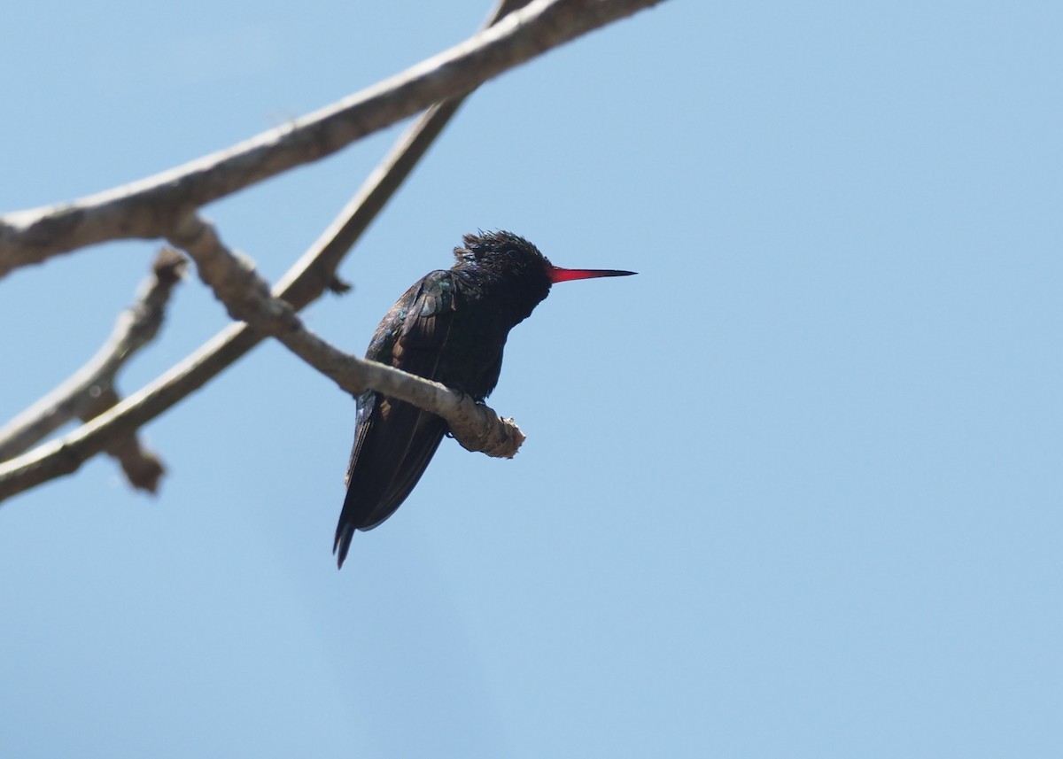 Canivet's Emerald - ML647408716