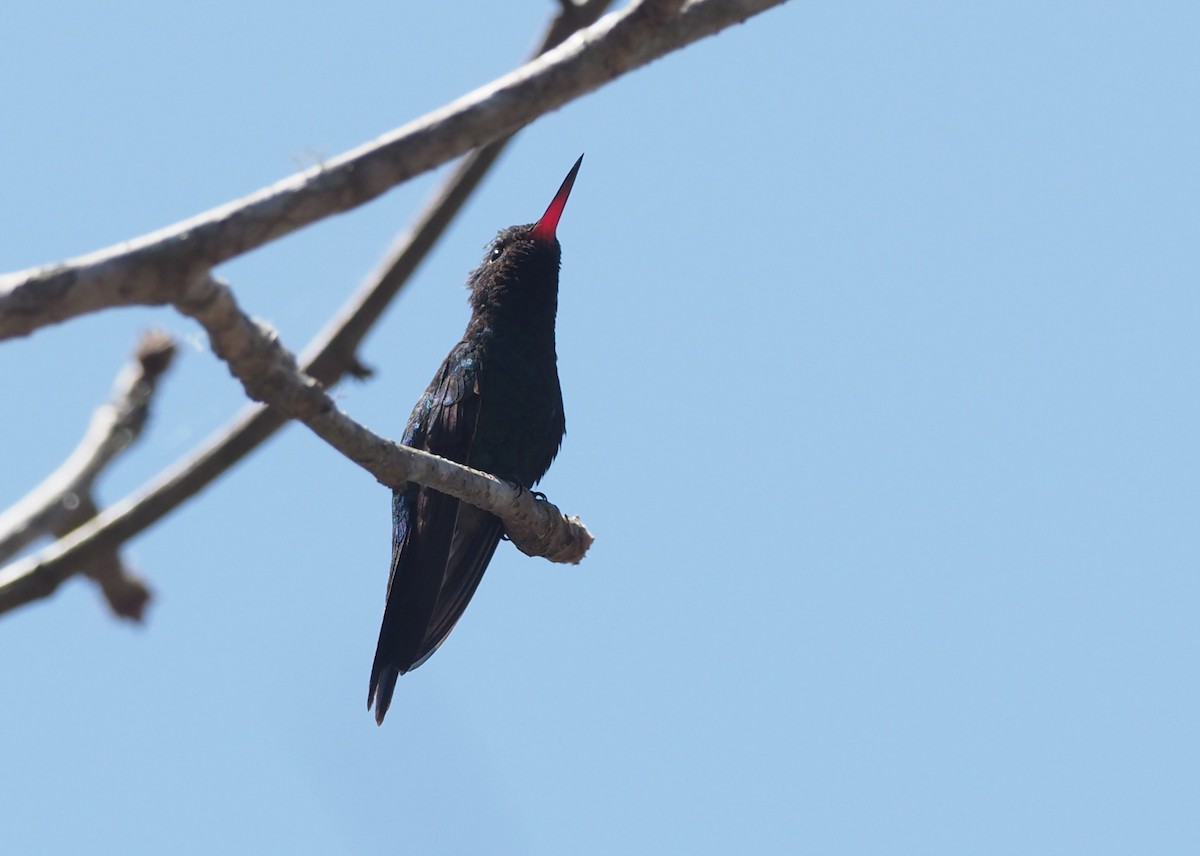 Canivet's Emerald - ML647408717