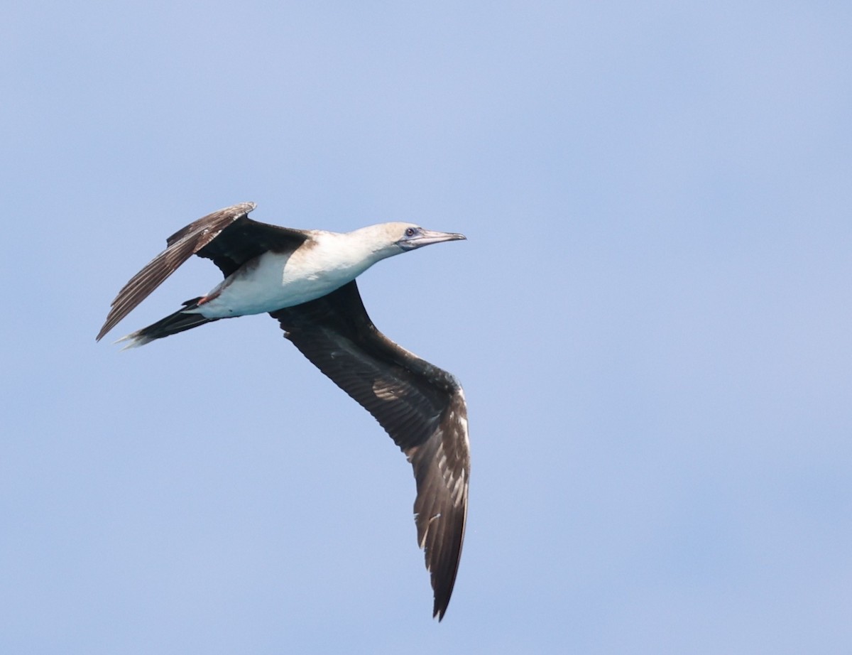 סולה אדומת-רגל - ML647408741