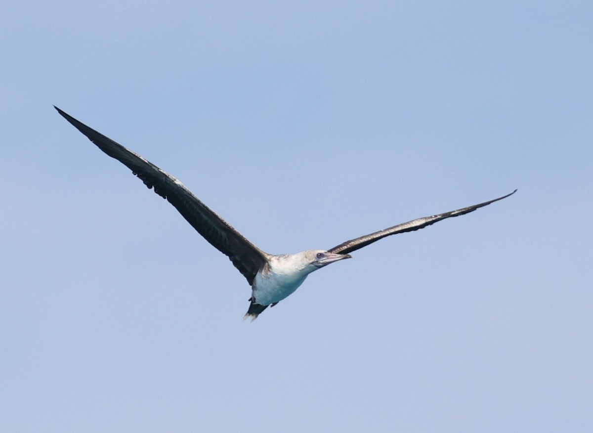 סולה אדומת-רגל - ML647408742