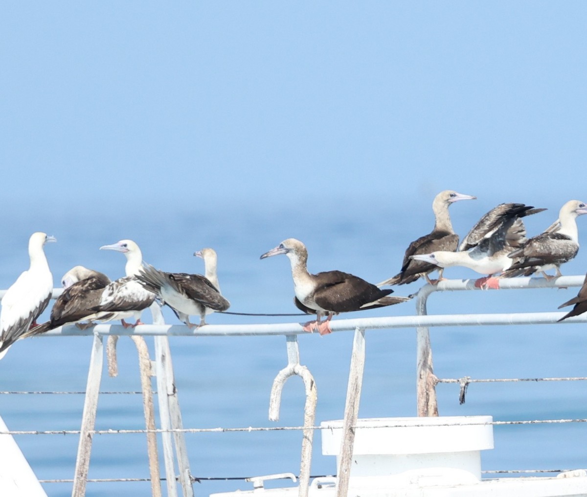 סולה אדומת-רגל - ML647408743