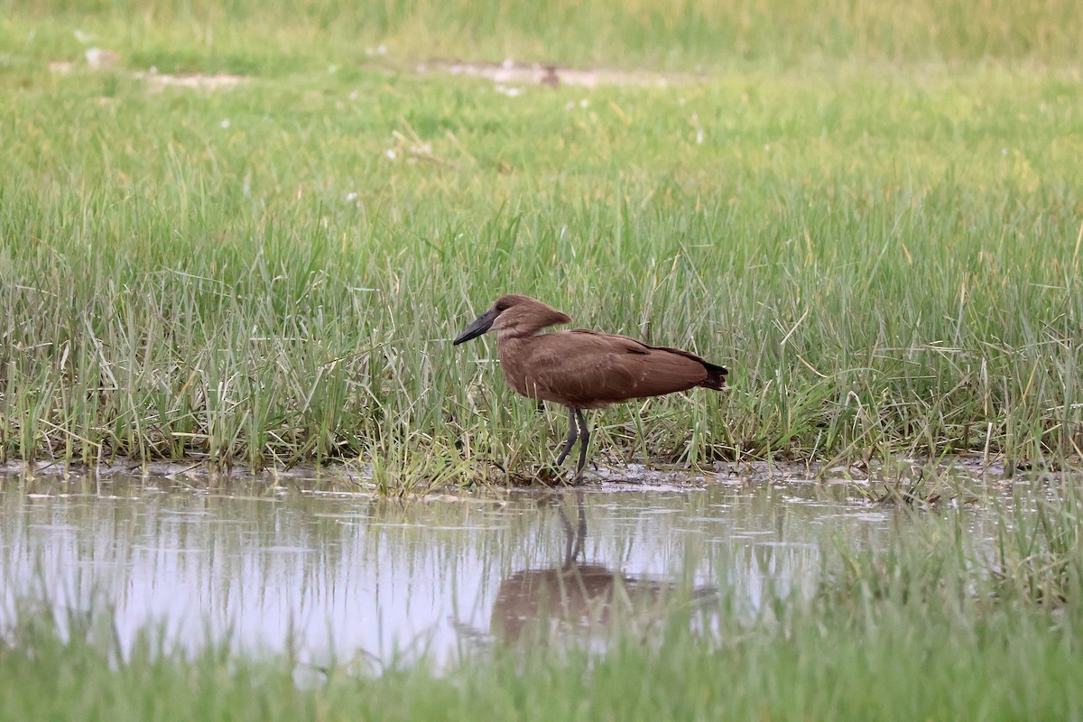 Молотоголов - ML647408802