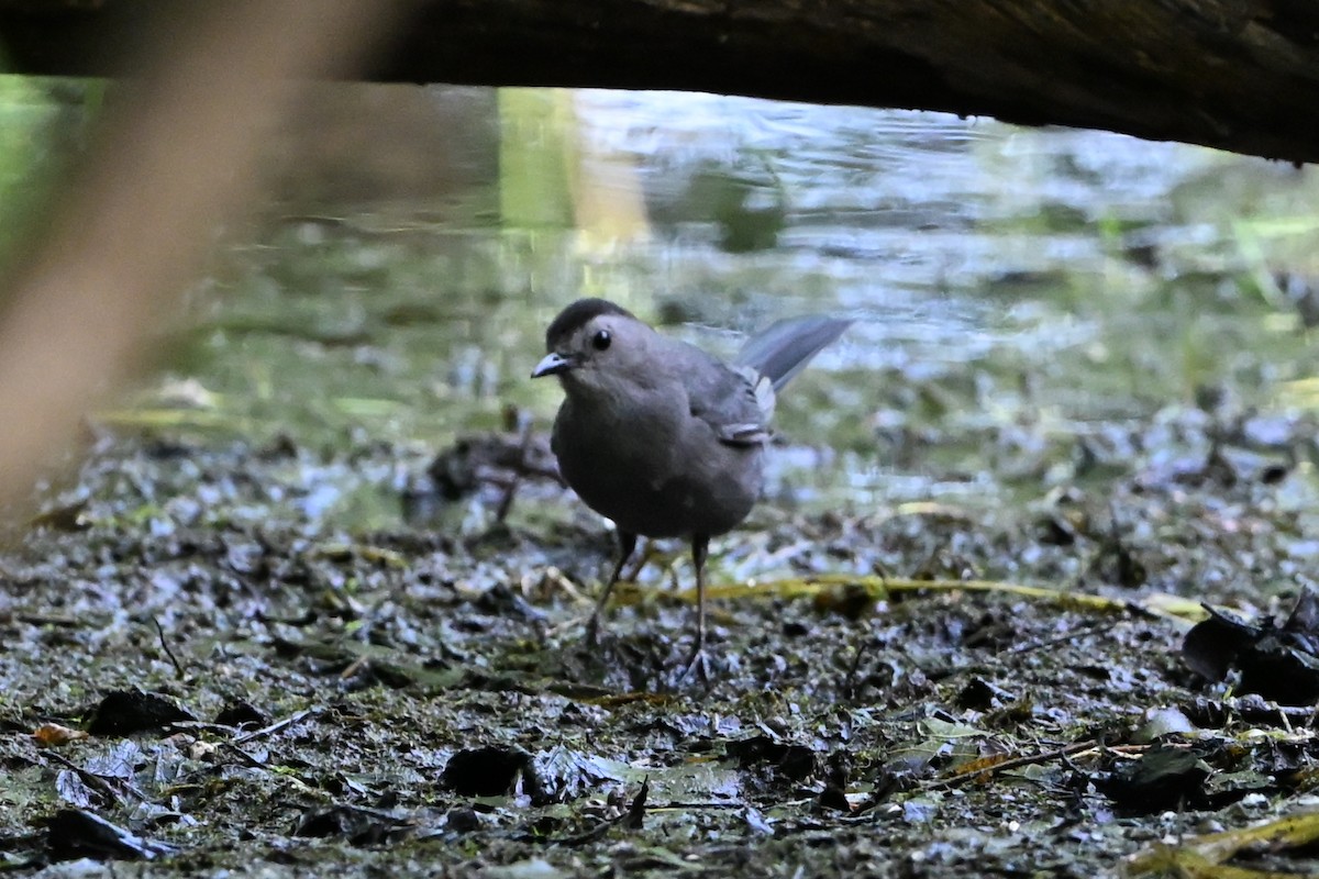 Gray Catbird - ML647408805