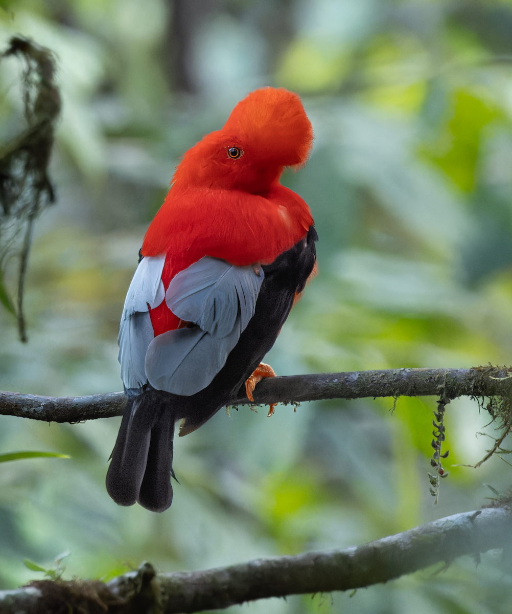 Coq-de-roche péruvien - ML647408808