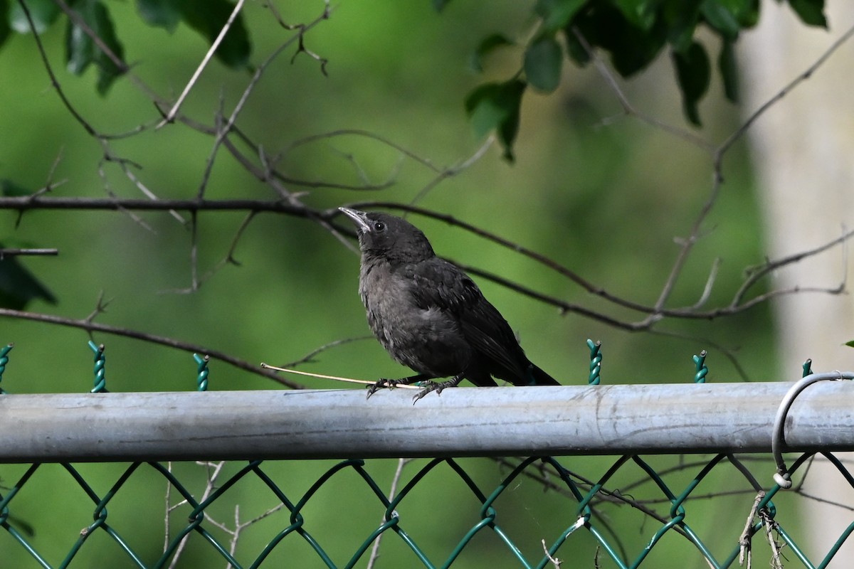 Common Grackle - ML647408809