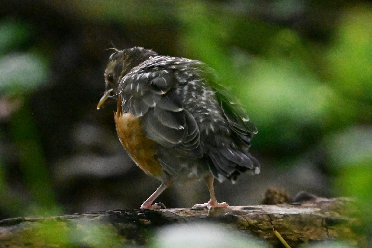 American Robin - ML647408813
