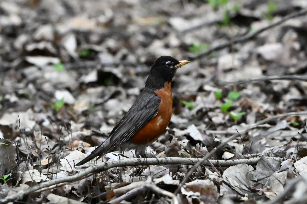 American Robin - ML647408816