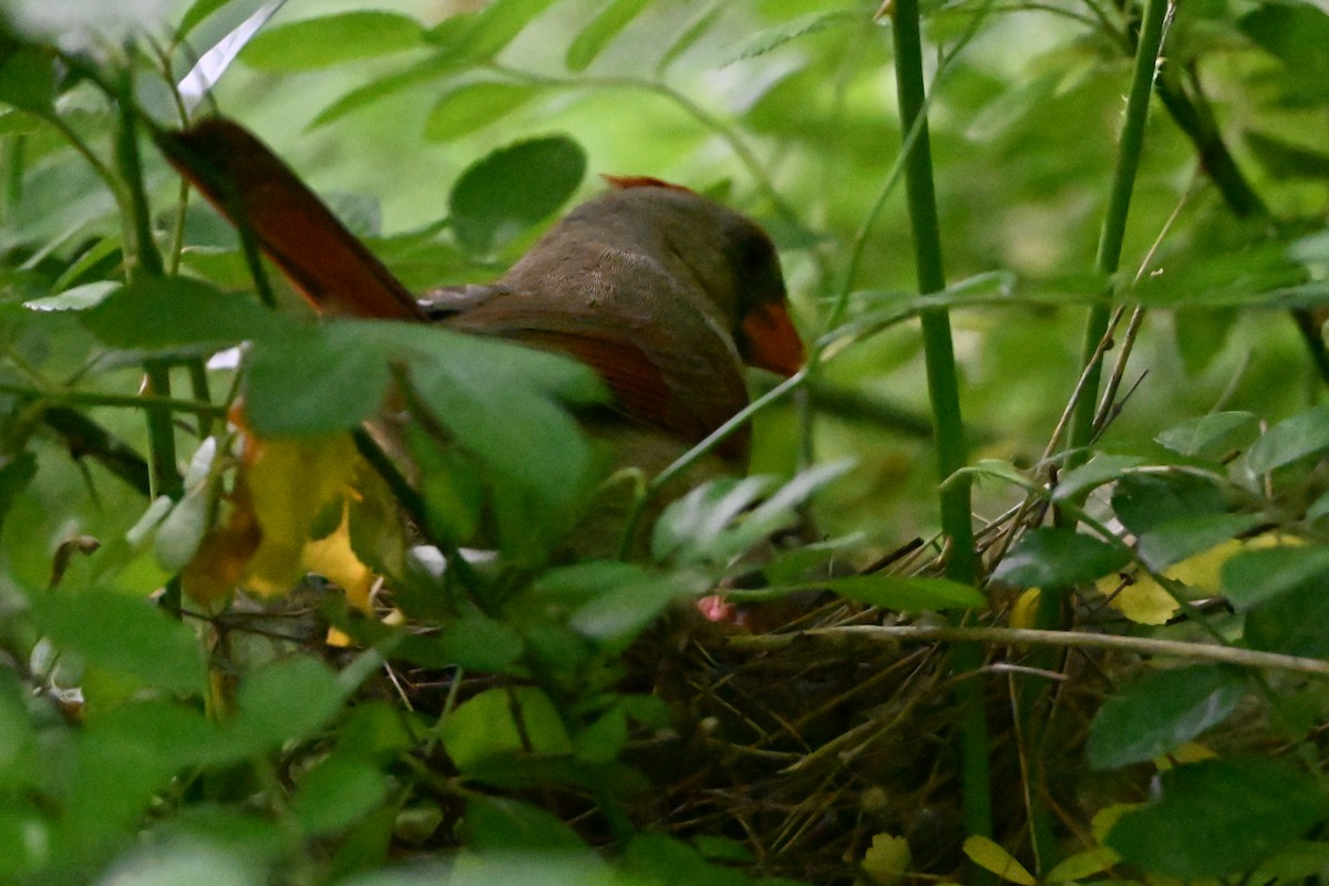 rødkardinal - ML647408817