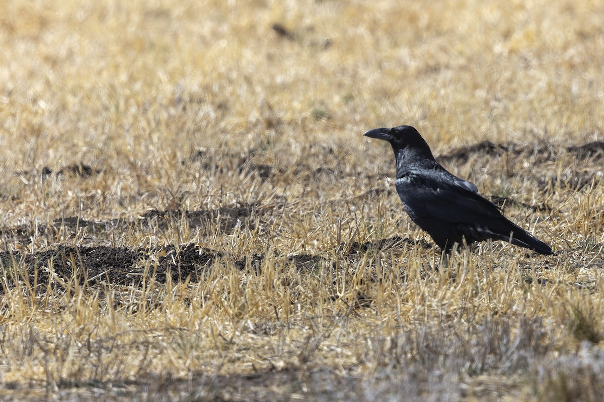 Common Raven - ML647408837
