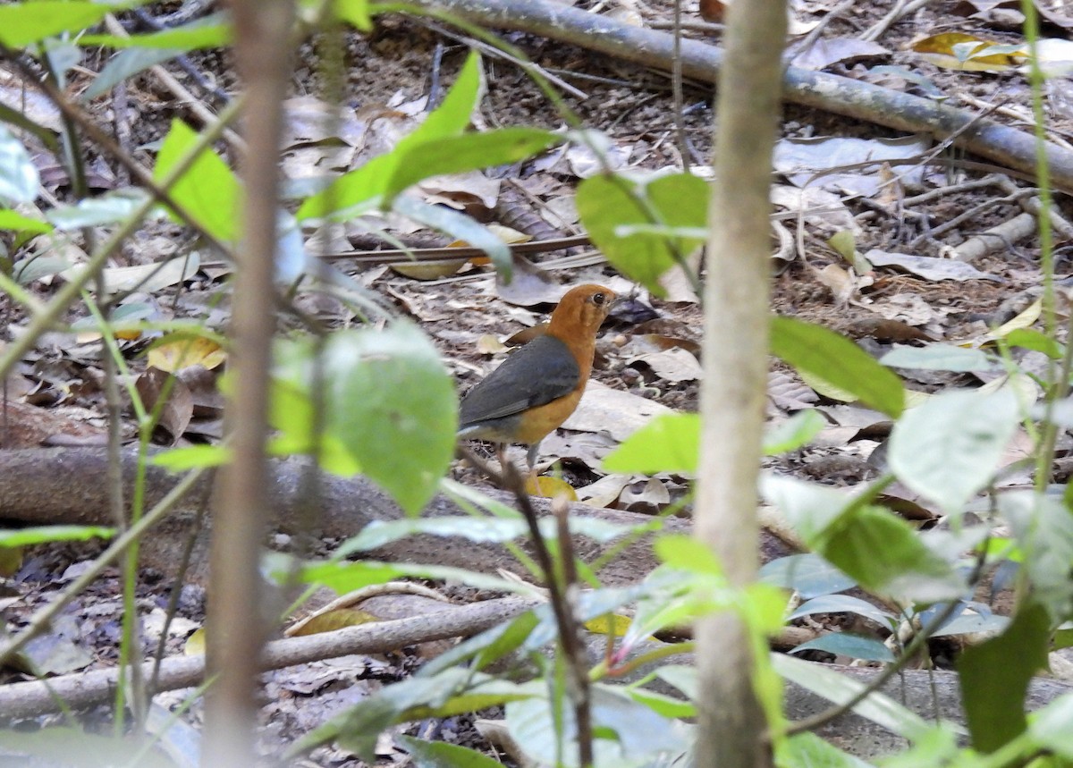 Оранжевоголовый дрозд - ML647408854