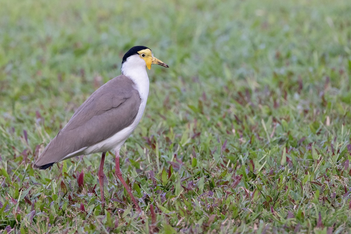 Avefría Militar - ML647408855