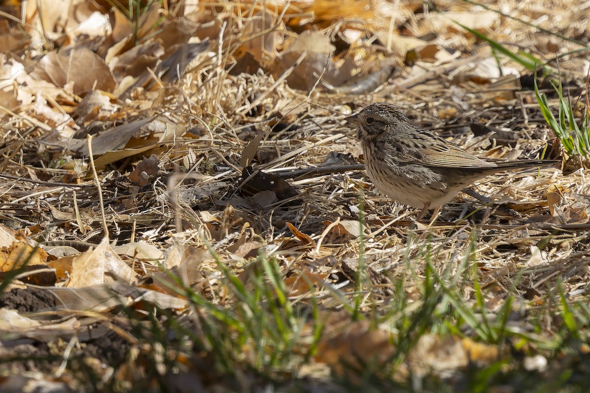 Lincoln's Sparrow - ML647408861