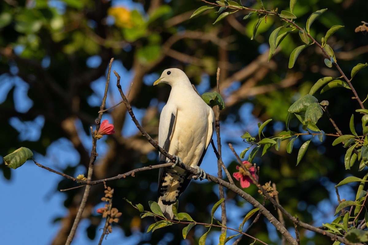 Torresian Imperial-Pigeon - ML647408869