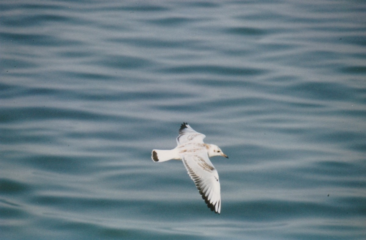 Black-headed Gull - ML647408871