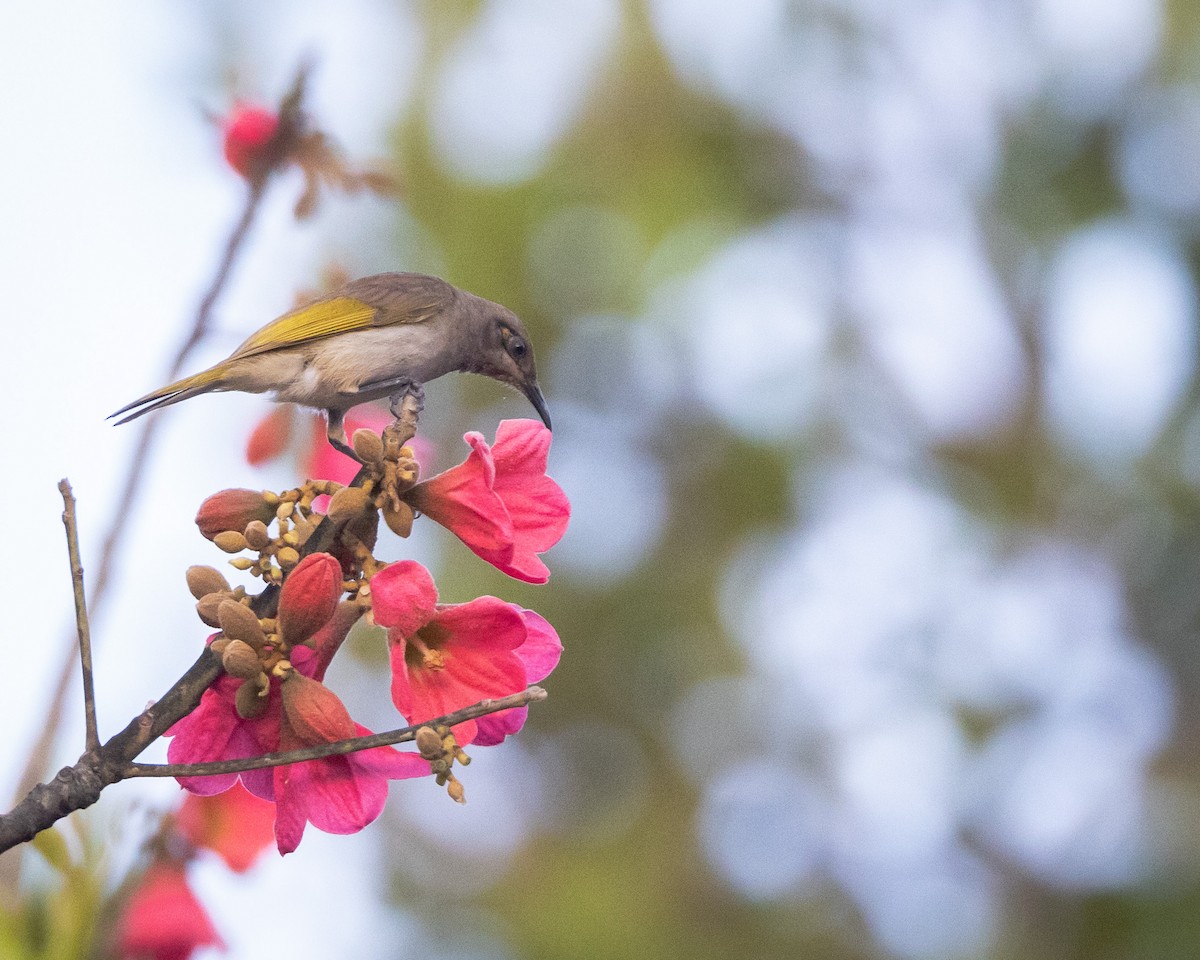 brunhonningeter - ML647408873